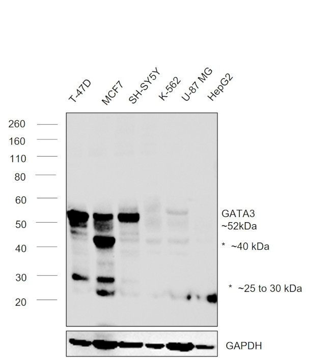 GATA3 Antibody in Western Blot (WB)