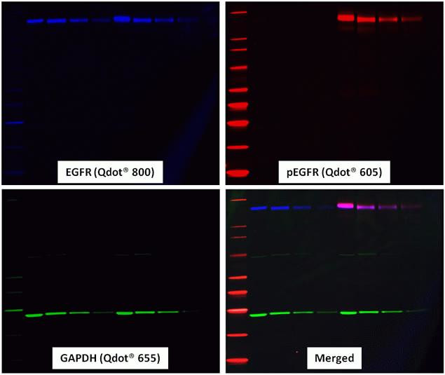 Goat IgG (H+L) Secondary Antibody in Western Blot (WB)