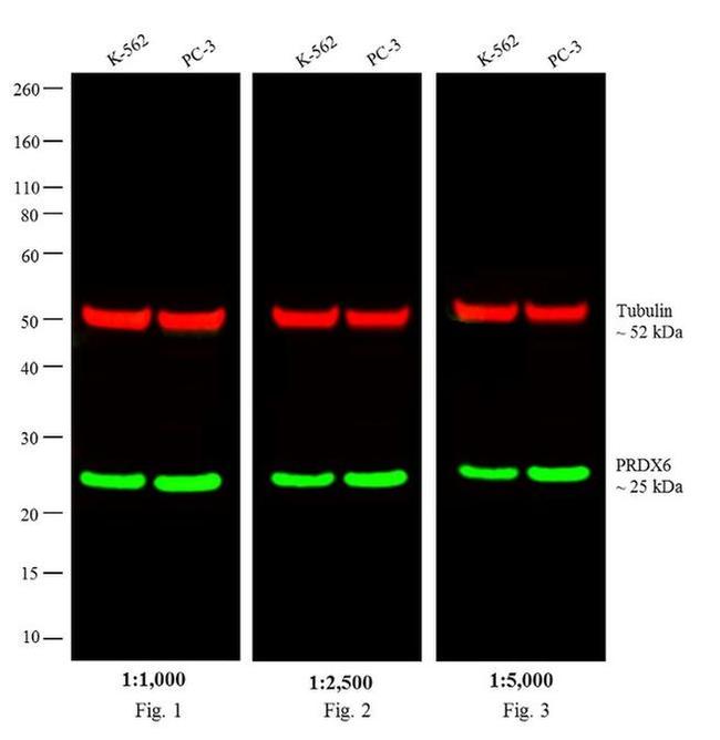 Rabbit IgG (H+L) Secondary Antibody in Western Blot (WB)