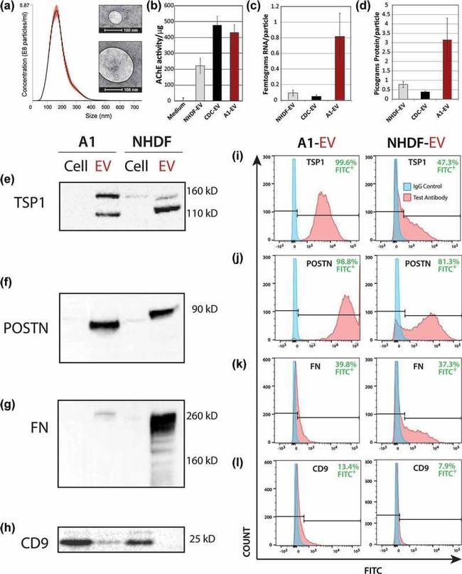 CD9 Antibody in Western Blot (WB)