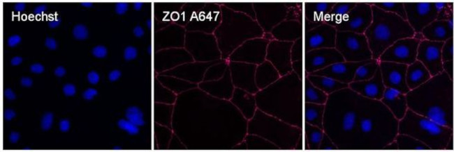 ZO-1 Antibody in Immunocytochemistry (ICC/IF)