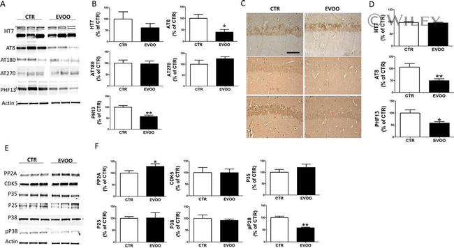 PP2A alpha Antibody in Western Blot (WB)