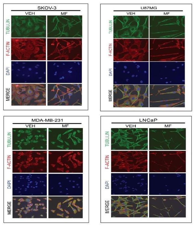 alpha Tubulin Antibody in Immunocytochemistry (ICC/IF)