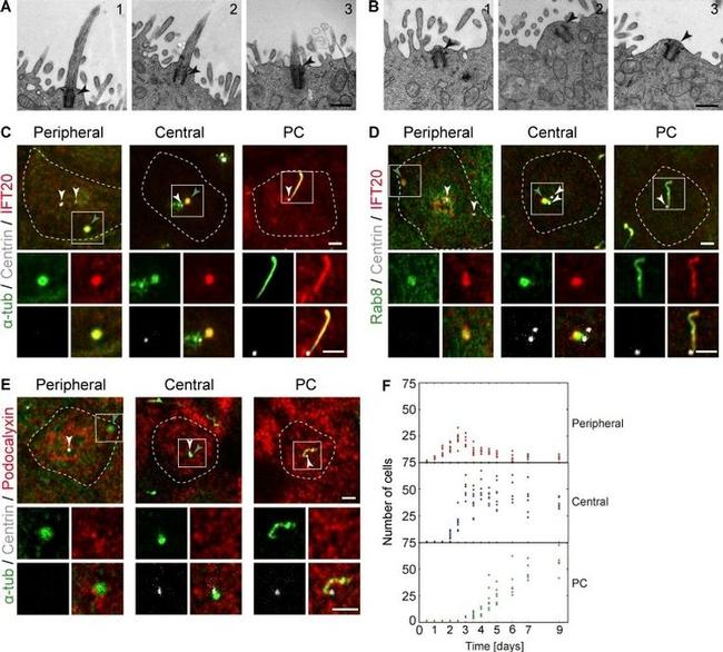 alpha Tubulin Antibody in Immunocytochemistry (ICC/IF)