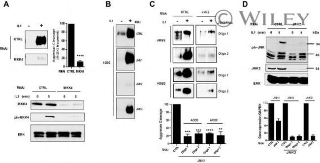 Phospho-JNK1/JNK2 (Thr183, Tyr185) Antibody in Western Blot (WB)