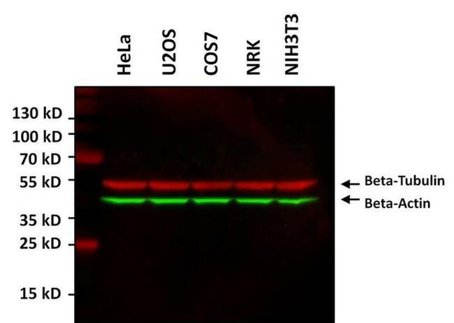 beta Actin Antibody in Western Blot (WB)