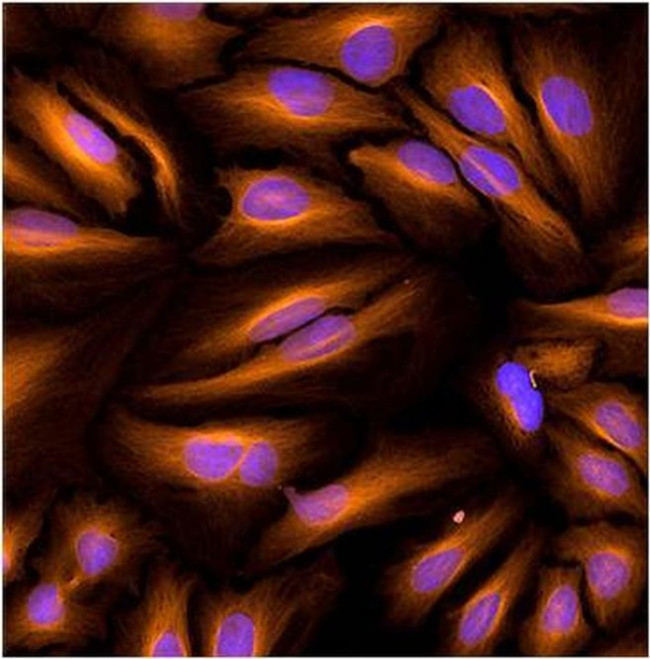 beta Tubulin Loading Control Antibody in Immunocytochemistry (ICC/IF)