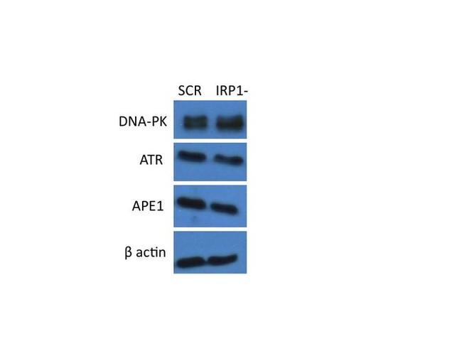 beta Actin Antibody in Western Blot (WB)