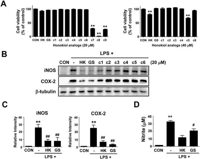 beta Tubulin Antibody in Western Blot (WB)