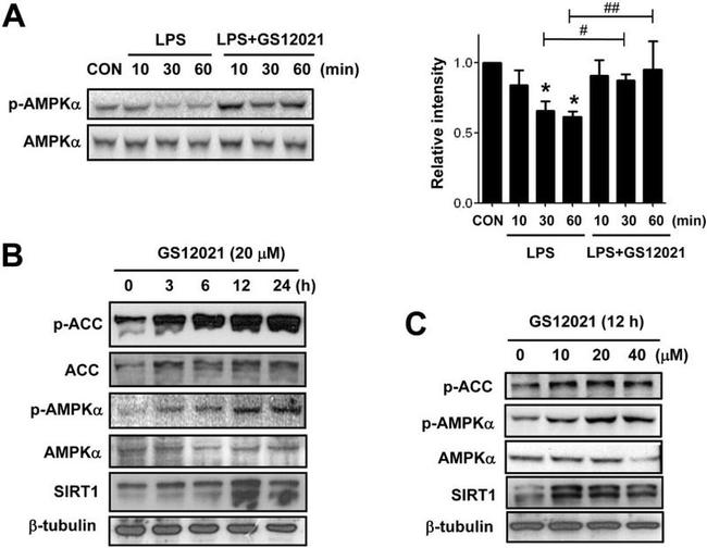 beta Tubulin Antibody in Western Blot (WB)