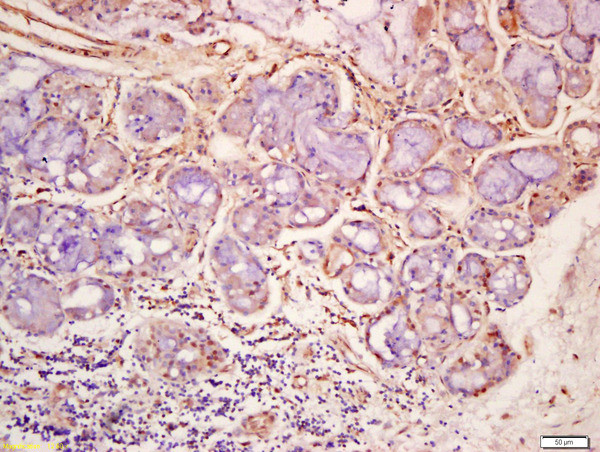 Phospho-ERK5 (Ser496) Antibody in Immunohistochemistry (Paraffin) (IHC (P))