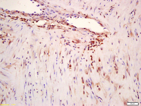 Phospho-ERK5 (Ser496) Antibody in Immunohistochemistry (Paraffin) (IHC (P))