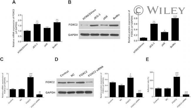 GAPDH Antibody in Western Blot (WB)