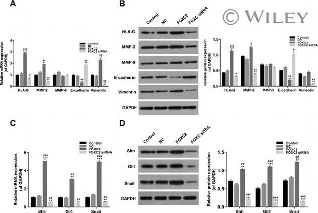 GAPDH Antibody in Western Blot (WB)