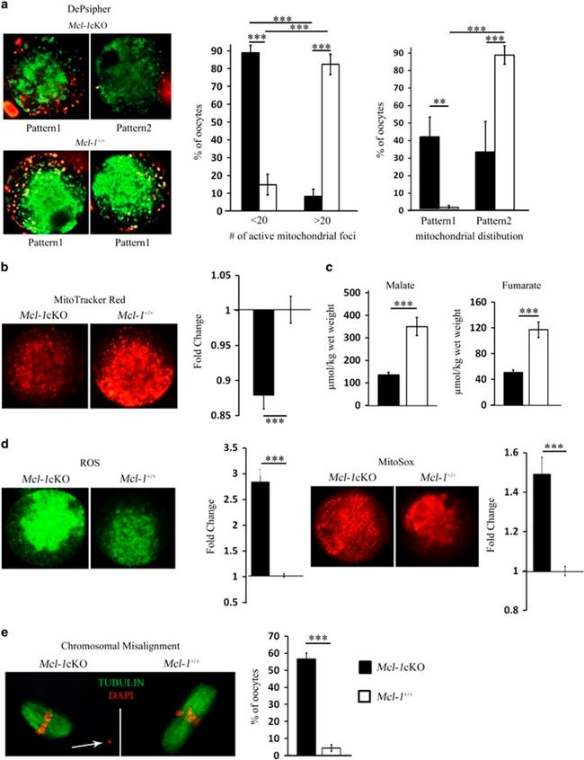 alpha Tubulin Antibody in Immunocytochemistry (ICC/IF)