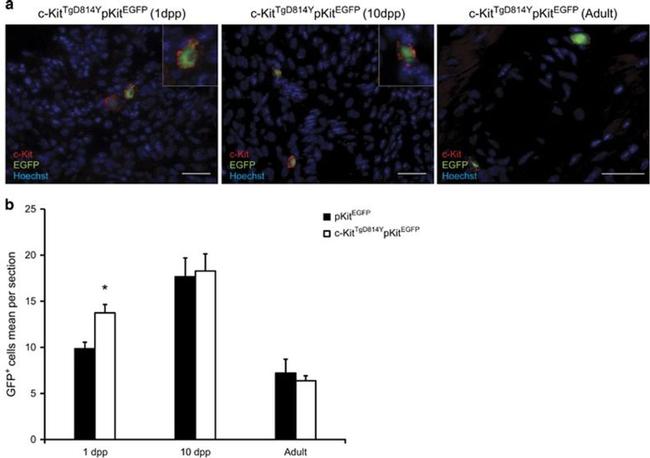 Ly-6G/Ly-6C Antibody in Immunohistochemistry (IHC)