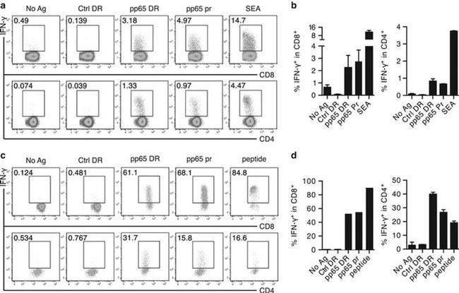 IFN gamma Antibody in Flow Cytometry (Flow)