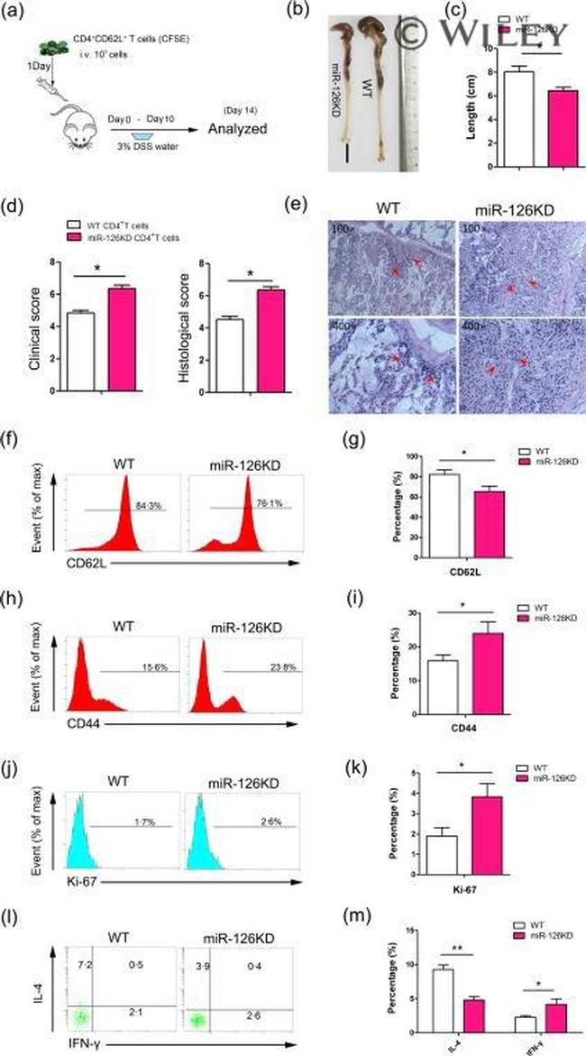 IL-4 Antibody in Flow Cytometry (Flow)