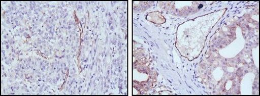 eNOS Antibody in Immunohistochemistry (Paraffin) (IHC (P))