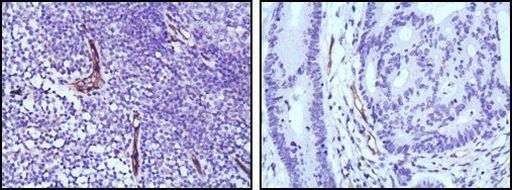 eNOS Antibody in Immunohistochemistry (Paraffin) (IHC (P))