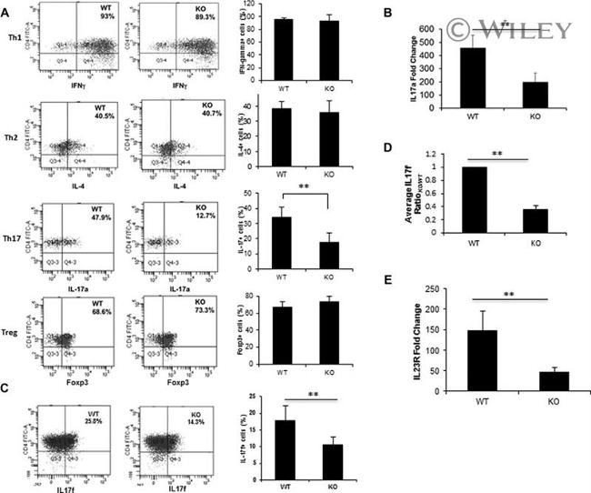 IL-17A Antibody in Flow Cytometry (Flow)