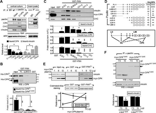 c-Myc Antibody in Western Blot (WB)