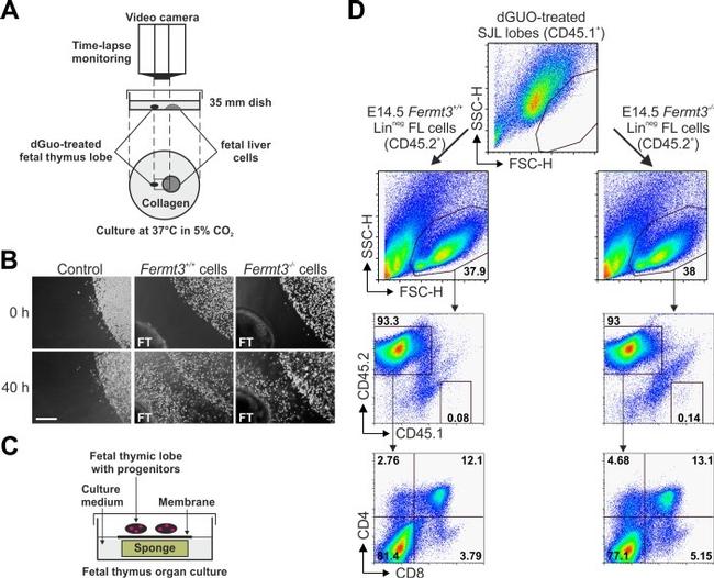 CD45.2 Antibody in Flow Cytometry (Flow)