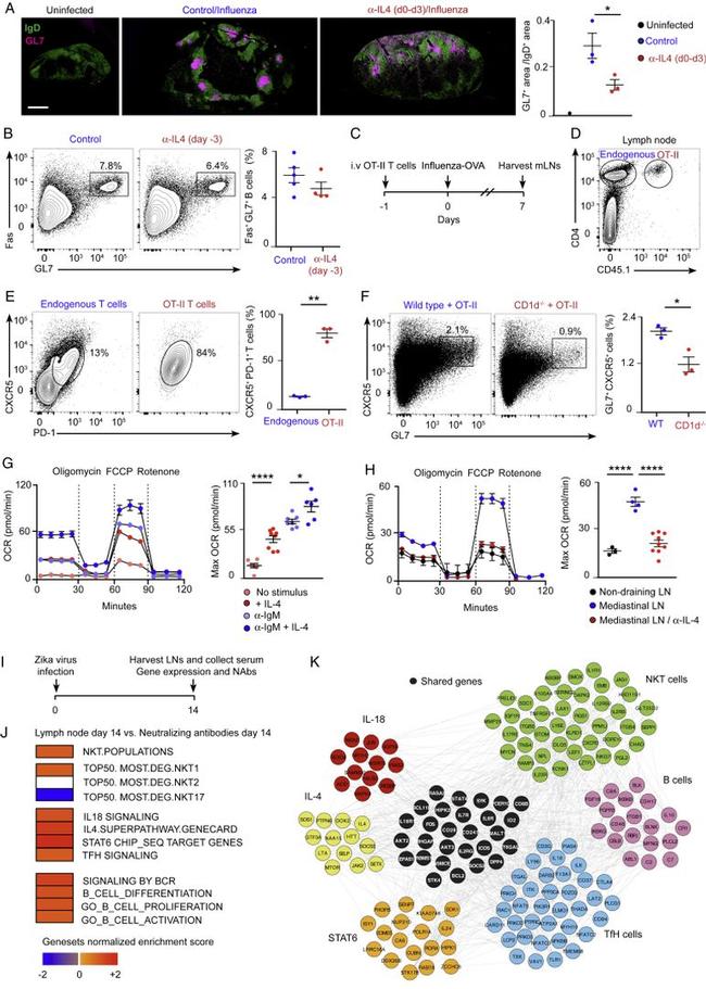 CD185 (CXCR5) Antibody in Flow Cytometry (Flow)