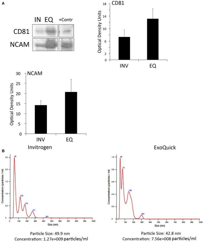 CD81 Antibody in Western Blot (WB)