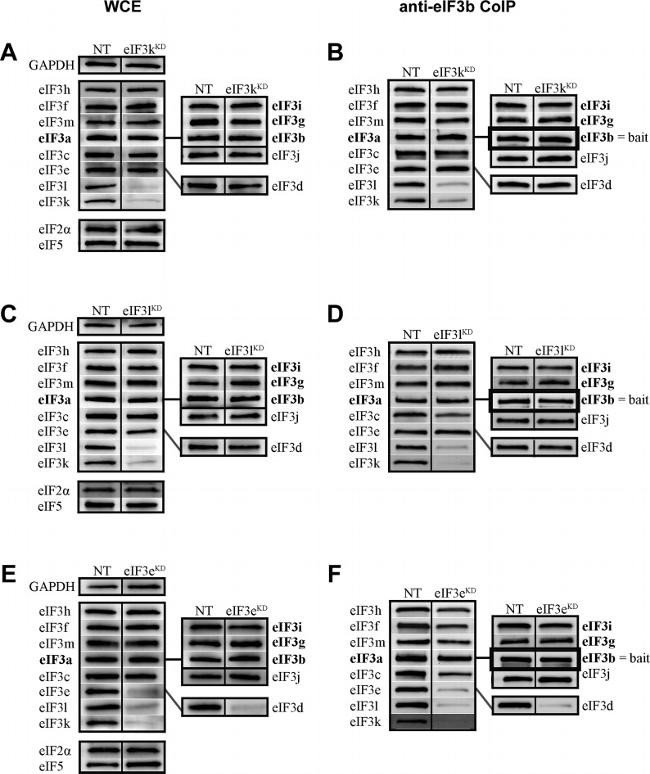 GAPDH Antibody in Western Blot (WB)