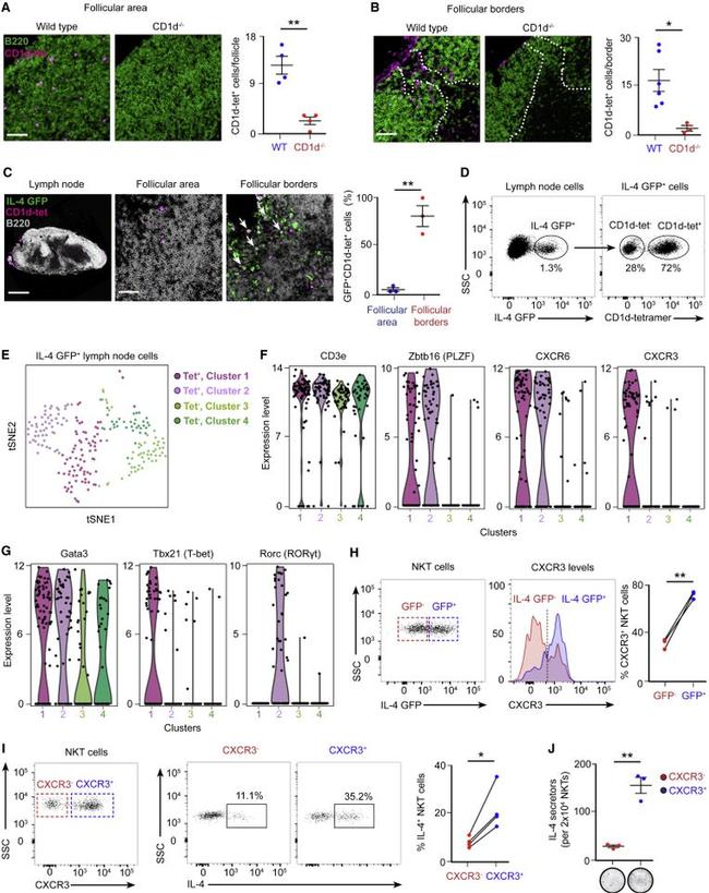 IL-4 Antibody in Flow Cytometry (Flow)