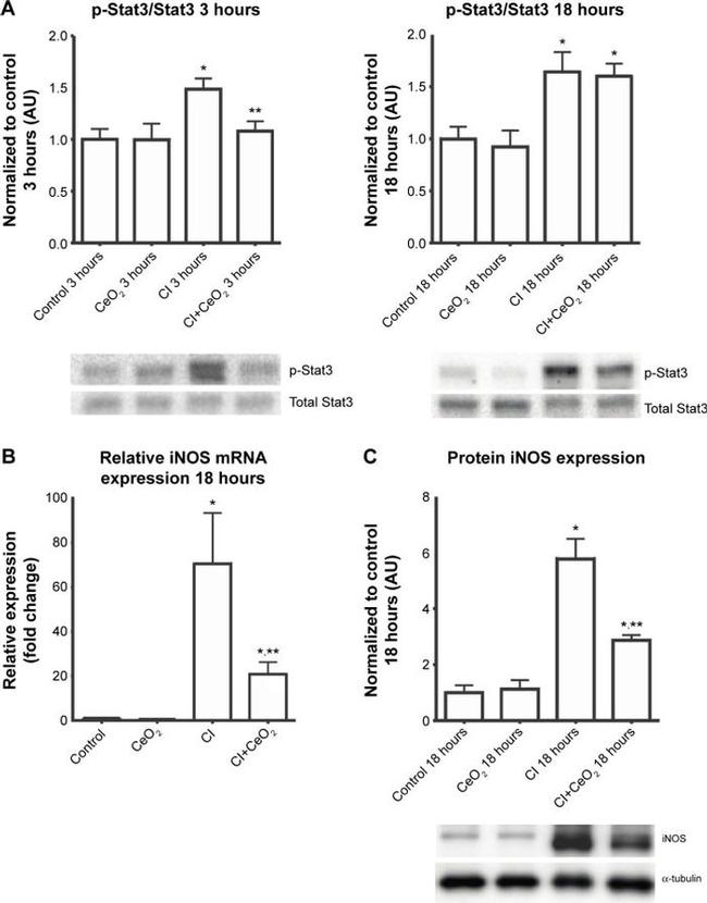 iNOS Antibody in Western Blot (WB)