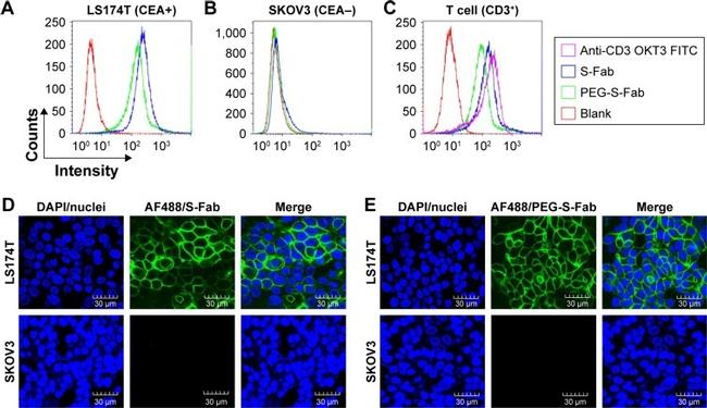 CD3 Antibody in Flow Cytometry (Flow)