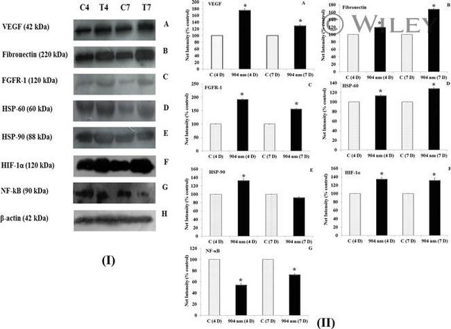 NFkB p50 Antibody in Western Blot (WB)