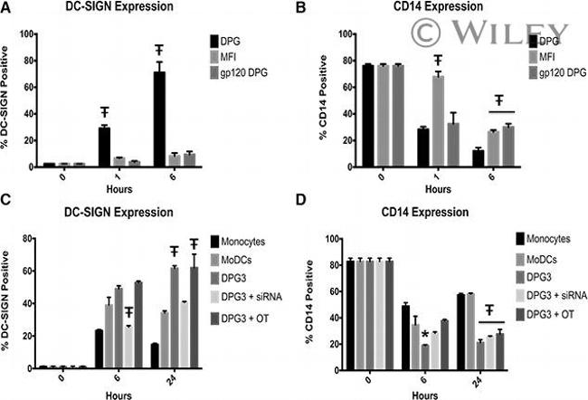 CD14 Antibody in Flow Cytometry (Flow)