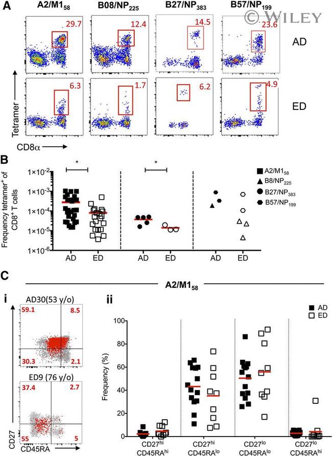 CD27 Antibody in Flow Cytometry (Flow)