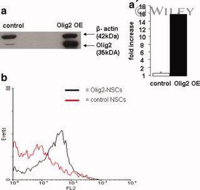 CD140a (PDGFRA) Antibody in Flow Cytometry (Flow)