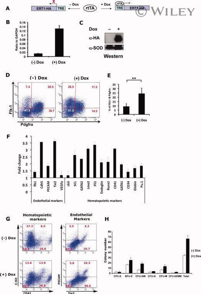 CD117 (c-Kit) Antibody in Flow Cytometry (Flow)