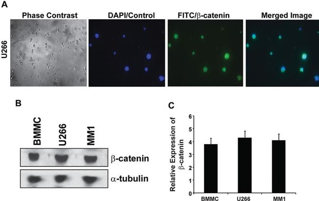 beta Catenin Antibody in Western Blot (WB)