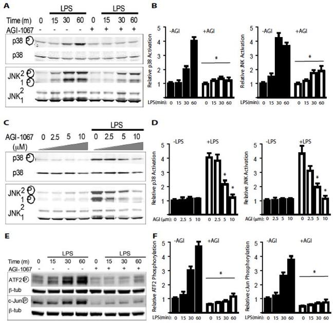 Phospho-JNK1/JNK2 (Thr183, Tyr185) Antibody in Western Blot (WB)