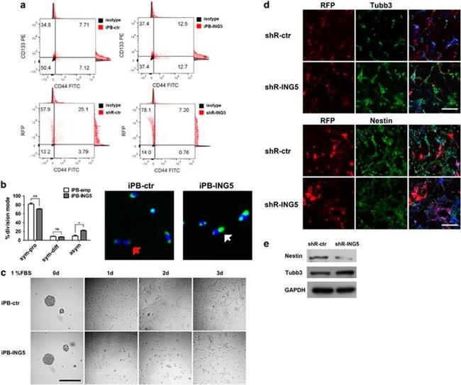 CD133 (Prominin-1) Antibody in Flow Cytometry (Flow)