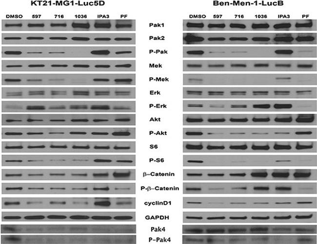 Phospho-MEK1 (Ser298) Antibody in Western Blot (WB)