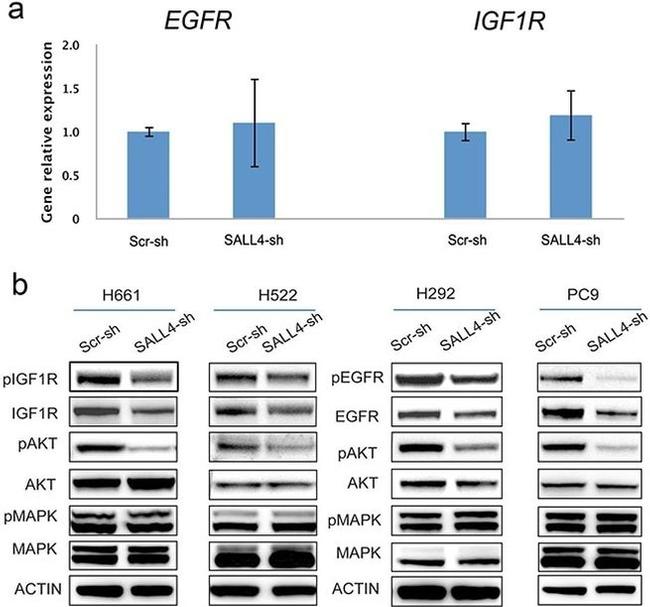 ERK1/ERK2 Antibody in Western Blot (WB)