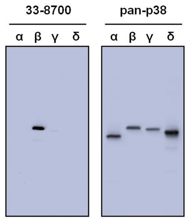 p38 MAPK beta Antibody in Western Blot (WB)