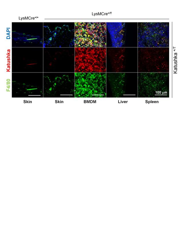 F4/80 Antibody in Immunocytochemistry (ICC/IF)