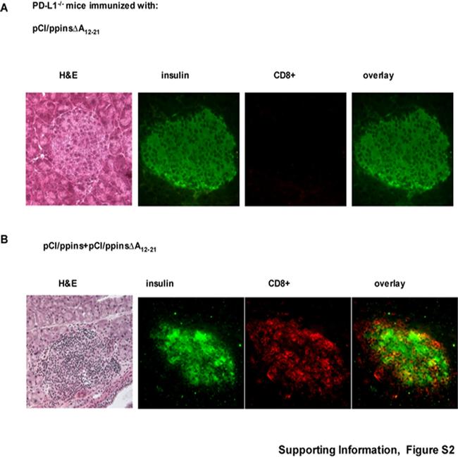 CD8a Antibody in Immunocytochemistry (ICC/IF)