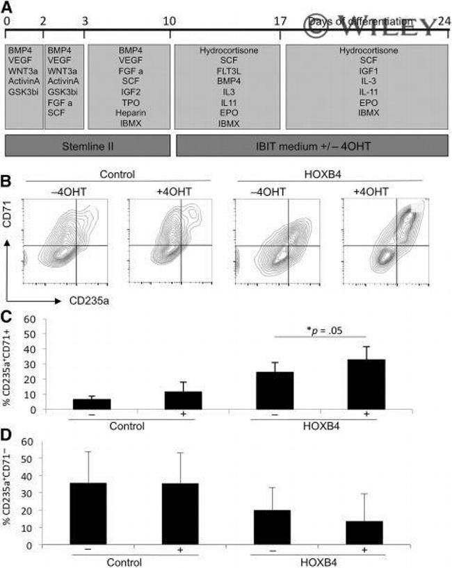 CD71 (Transferrin Receptor) Antibody in Flow Cytometry (Flow)