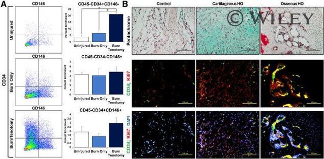 CD146 Antibody in Flow Cytometry (Flow)