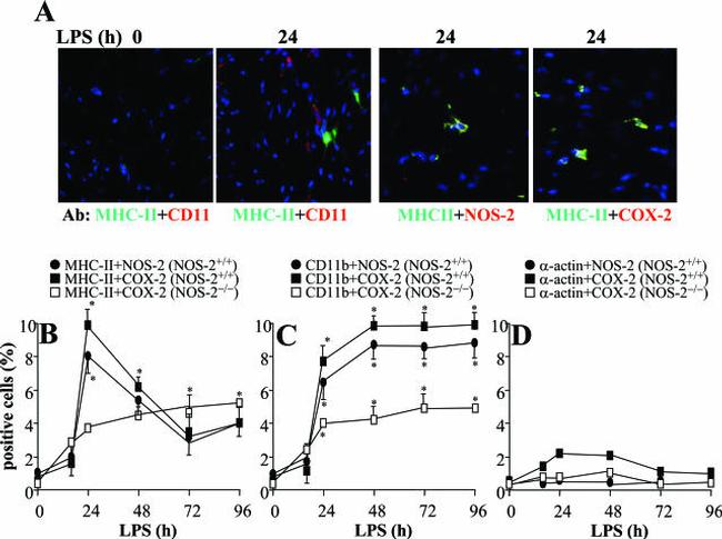 MHC Class II (I-A/I-E) Antibody in Immunohistochemistry (IHC)