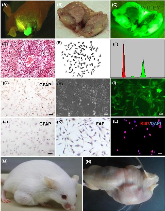 Ki-67 Antibody in Immunocytochemistry (ICC/IF)